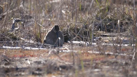 Common whimbrel (Numenius phaeopus) sits in the dry grass Stock Footage 280759985