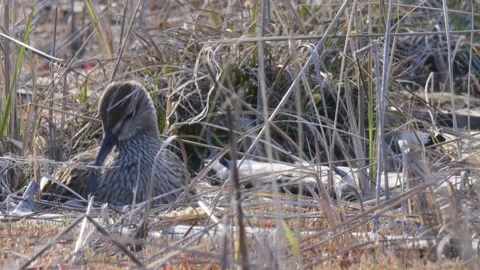 Common whimbrel (Numenius phaeopus) sits and looks around Video stock 280760021