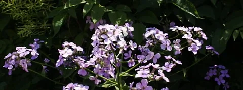 Common White Butterfly Then Bee Slow motion at 400pfs Stock Footage 139097950