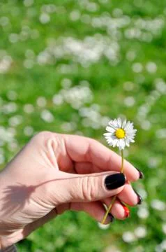 Common white daisy Stock Photos