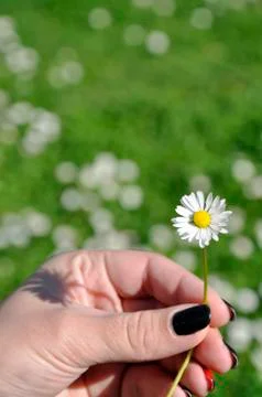 Common white daisy Stock Photos