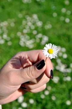Common white daisy Stock Photos