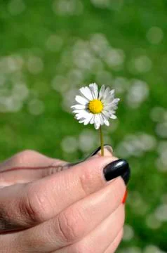 Common white daisy Stock Photos