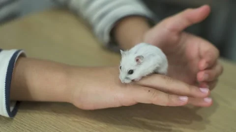 Common white hamster held in the hand of a happy little girl. Stock Footage 140283444