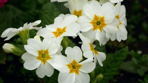 Common white primrose flowers (Primula acaulis) blossom in spring garden Stock Footage 105265366