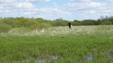 Common white stork takes off, flies and lands in a meadow Stock Footage 154265603