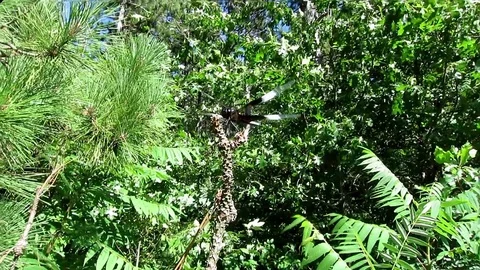 Common Whitetail dragonfly perched on a branch. Video stock 73783046