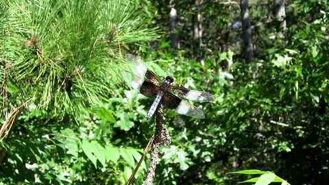 Common Whitetail dragonfly perched high on a branch. Video stock 73782913