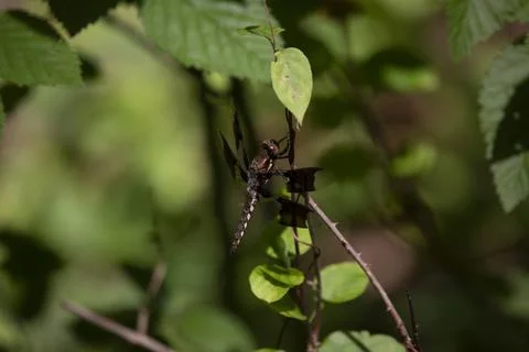 Common Whitetail Dragonfly Stock Photos