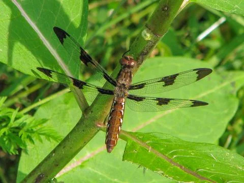 Common-whitetail-dragonfly Stock Photos