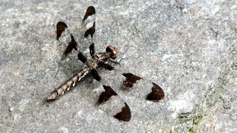 Common whitetail or long-tailed skimmer Stock-Footage 203062035