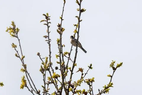 Common Whitethroat on budding branches Stock Photos