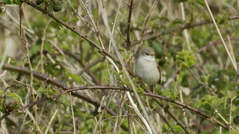 Common whitethroat ( Curruca communis) perched on bramble branch Stock Footage 208872600