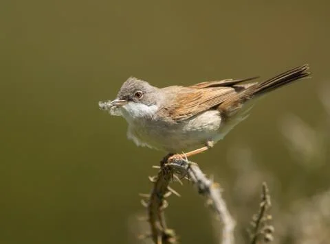 Common Whitethroat with nesting material Stock Photos