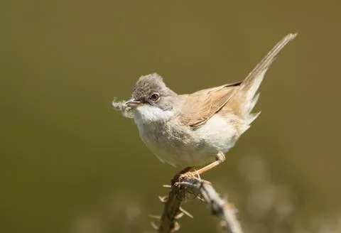 Common Whitethroat with nesting material Stock Photos