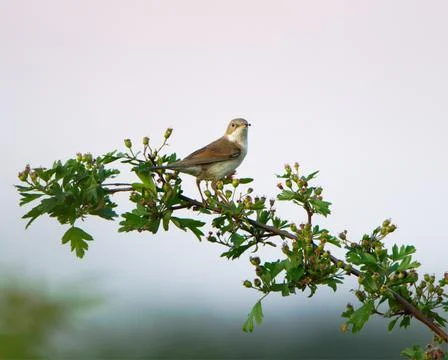 Common whitethroat perched on a tree brunch during sunset Fotos Stock