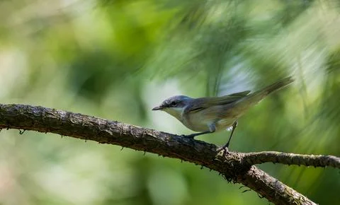 Common Whitethroat perching on tree branch in forest habitat Foto stock