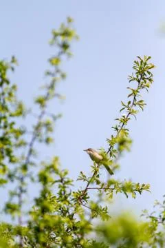 Common Whitethroat Stock Photos