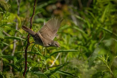 Common Whitethroat Sylvia communis 库存照片