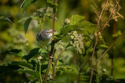 Common Whitethroat Sylvia communis Stock Photos