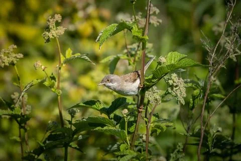 Common Whitethroat Sylvia communis Stock Photos