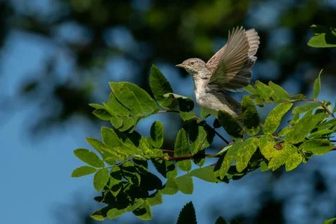 Common Whitethroat Sylvia communis Stock Photos