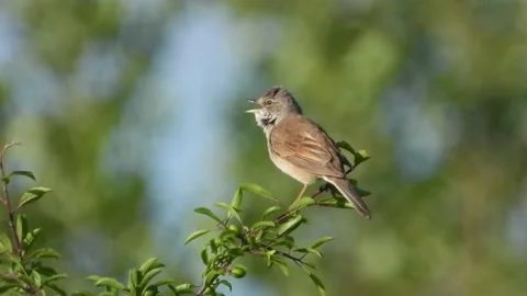 Common Whitethroat (Sylvia Communis) Singing Vidéo 196316062