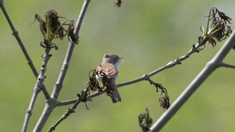 Common whitethroat warbler (Curruca communis) singing on branch in windy weather Stock Footage 292482850