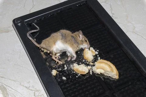 A common wild mouse found dead stuck to a rodent glue trap 写真素材