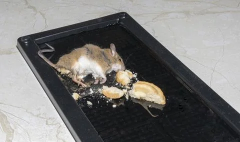 A common wild mouse found dead stuck to a rodent glue trap Stock Photos