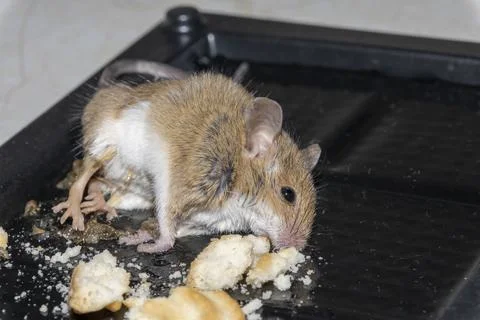 A common wild mouse found dead stuck to a rodent glue trap Stock Photos