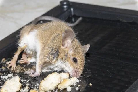 A common wild mouse found dead stuck to a rodent glue trap Stock Photos