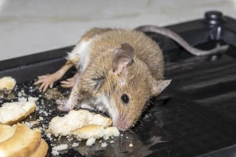 A common wild mouse found dead stuck to a rodent glue trap Stock Photos