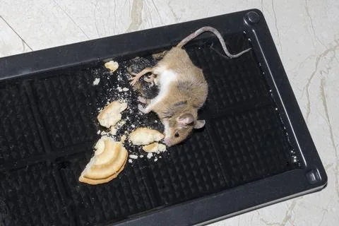 A common wild mouse found dead stuck to a rodent glue trap Stock Photos