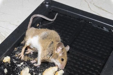 A common wild mouse found dead stuck to a rodent glue trap 写真素材