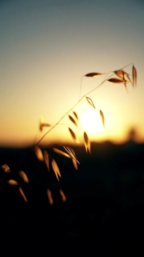 Common Wild Oat Against Sunset Sky Stock Footage 300265170