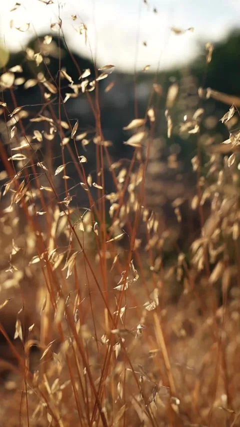 Common Wild Oat In The Field Stock Footage 300266011
