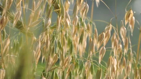 Common wild oat oatmeal cereal plant tree crop grain seed swaying in farm field Stock Footage 268302138