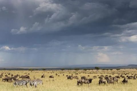 Common wildebeest (blue wildebeest) (gnu) (Connochaetes taurinus) on migration, Stock-Fotos