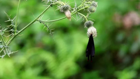 Common windmill butterfly pollinating thistle flower Stock Footage 322509602