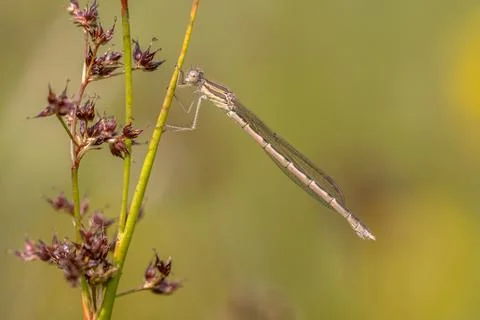 Common winter damselfly Stock Photos