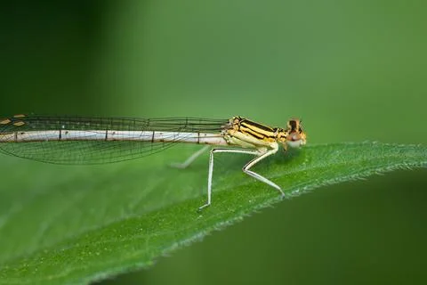 A common winter damselfly resting on a leaf Stock Photos