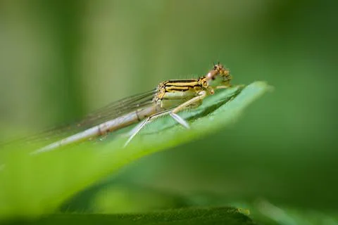 A common winter damselfly resting on a leaf Stock Photos