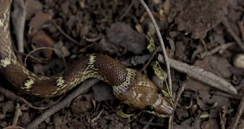 Common Wolf snake blends into the brown earth, staying still in the wild; sharp 動画素材 330905697