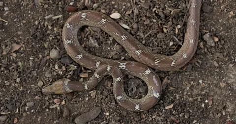 Common Wolf snake hidden on brown ground, showing its natural camouflage and 動画素材 330905631