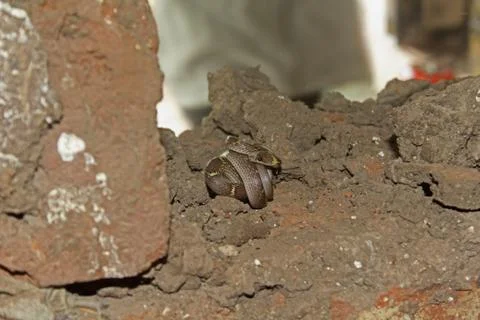 Common wolf snake, Lycodon aulicus Stock Photos
