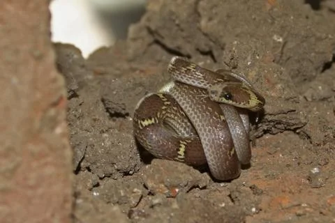 Common wolf snake, Lycodon aulicus Stock Photos