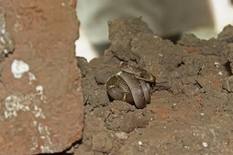 Common wolf snake, Lycodon aulicus Stock Photos