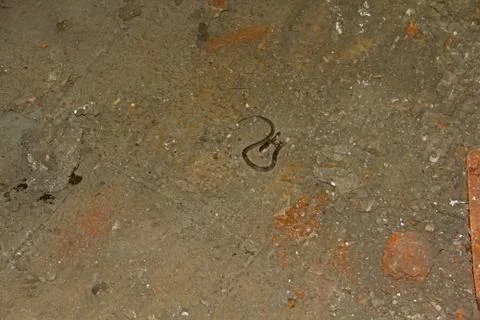 Common wolf snake, Lycodon aulicus Stock Photos