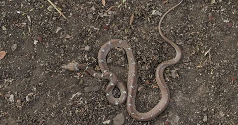 Common Wolf snake perfectly camouflaged on brown soil, lying motionless 動画素材 330869036